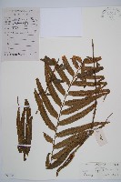 萊氏鐵角蕨藏品圖，第1張