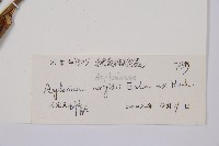 萊氏鐵角蕨藏品圖，第3張