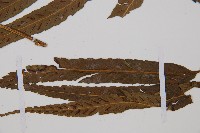 萊氏鐵角蕨藏品圖，第4張