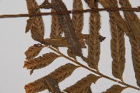 萊氏鐵角蕨藏品圖，第5張