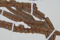 崇澍蕨藏品圖，第2張