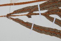 崇澍蕨藏品圖，第3張