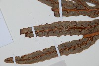 崇澍蕨藏品圖，第4張