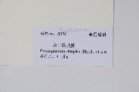 單葉新月蕨藏品圖，第2張