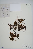 蕗蕨藏品圖，第1張