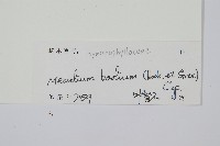 蕗蕨藏品圖，第2張