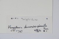 翅軸假金星蕨、短柄卵果蕨藏品圖，第2張