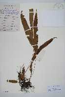 單葉雙蓋蕨藏品圖，第1張