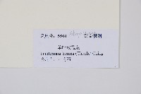 單葉雙蓋蕨藏品圖，第2張