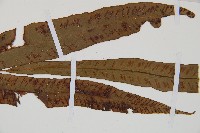 單葉雙蓋蕨藏品圖，第3張