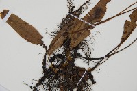 單葉雙蓋蕨藏品圖，第4張