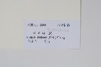 掌葉線蕨藏品圖，第2張