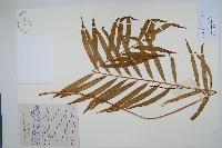 狹葉紫萁藏品圖，第1張