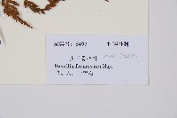 大葉骨碎補、台灣骨碎補、骨碎補藏品圖，第5張