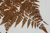 大葉骨碎補、台灣骨碎補、骨碎補藏品圖，第6張