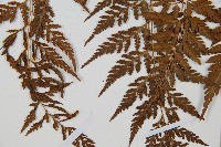 大葉骨碎補、台灣骨碎補、骨碎補藏品圖，第7張