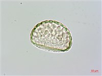 大葉骨碎補、台灣骨碎補、骨碎補藏品圖，第2張