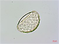 大葉骨碎補、台灣骨碎補、骨碎補藏品圖，第3張