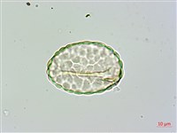 大葉骨碎補、台灣骨碎補、骨碎補藏品圖，第4張