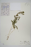 糙葉卷柏藏品圖，第1張