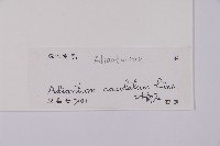 鞭葉鐵線蕨藏品圖，第2張