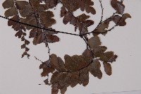 鞭葉鐵線蕨藏品圖，第3張
