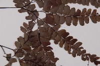 鞭葉鐵線蕨藏品圖，第4張