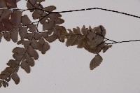 鞭葉鐵線蕨藏品圖，第5張