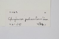 尖頭瓶爾小草藏品圖，第2張