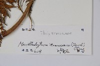 普通針毛蕨藏品圖，第2張