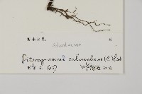 粉葉蕨藏品圖，第2張