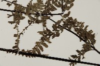 粉葉蕨藏品圖，第3張