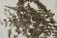 粉葉蕨藏品圖，第4張