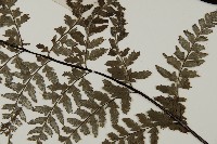 粉葉蕨藏品圖，第5張