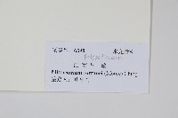 大星蕨藏品圖，第2張