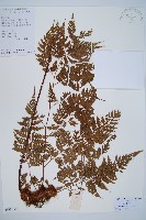 大葉骨碎補、台灣骨碎補、骨碎補藏品圖，第1張