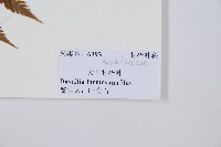 大葉骨碎補、台灣骨碎補、骨碎補藏品圖，第2張