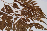 大葉骨碎補、台灣骨碎補、骨碎補藏品圖，第3張