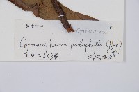 黑桫蕨藏品圖，第2張