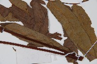 黑桫蕨藏品圖，第3張