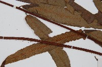 黑桫蕨藏品圖，第4張