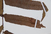 黑桫蕨藏品圖，第5張