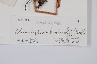 崇澍蕨藏品圖，第5張