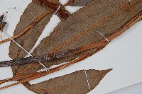 崇澍蕨藏品圖，第6張