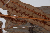 崇澍蕨藏品圖，第7張