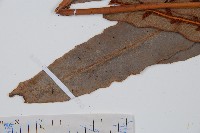 崇澍蕨藏品圖，第8張