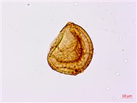 崇澍蕨藏品圖，第4張