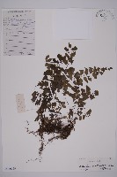 鐵線蕨藏品圖，第1張