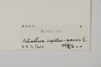 鐵線蕨藏品圖，第2張