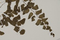 鐵線蕨藏品圖，第3張